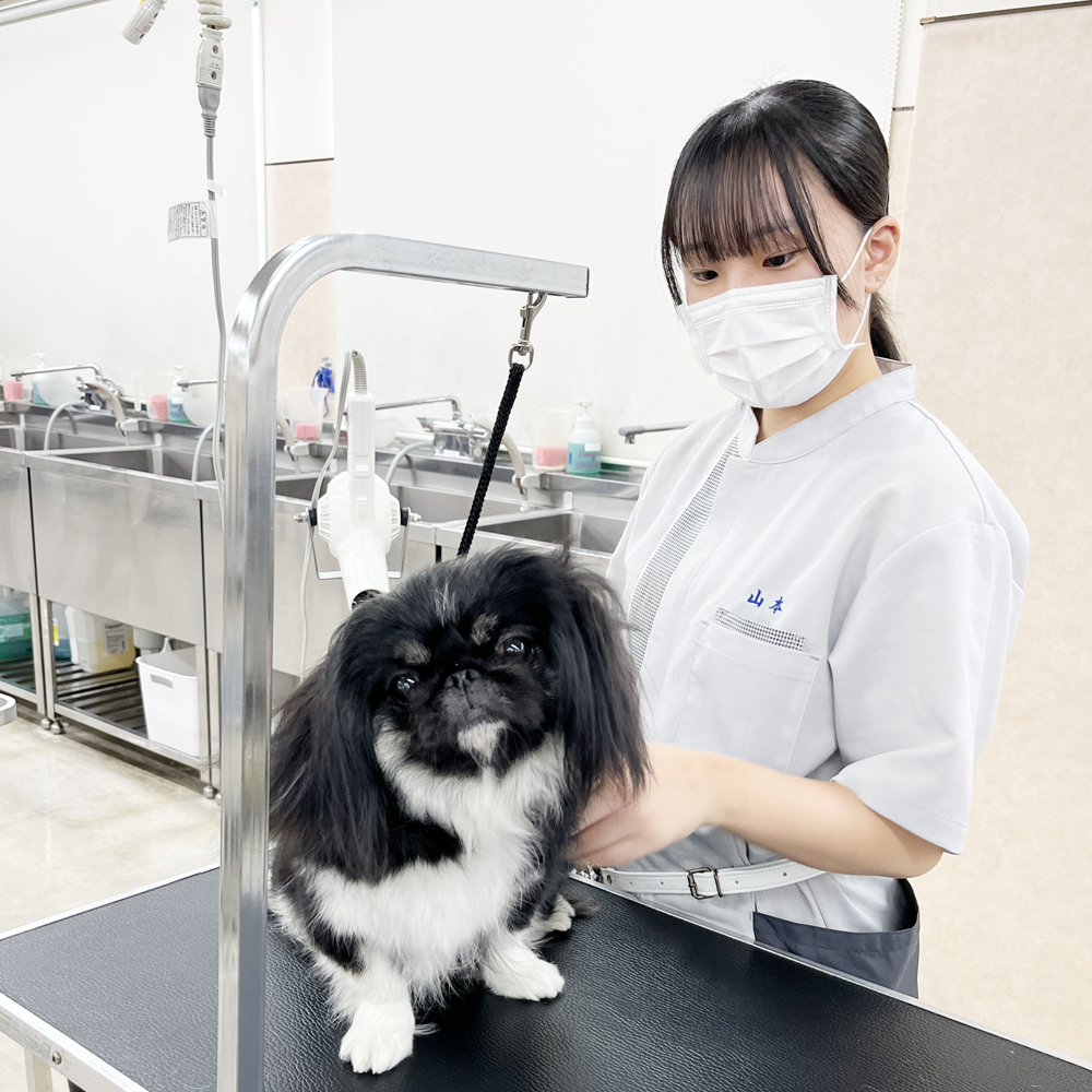 ☆学校犬と一緒にトリミング実習☆